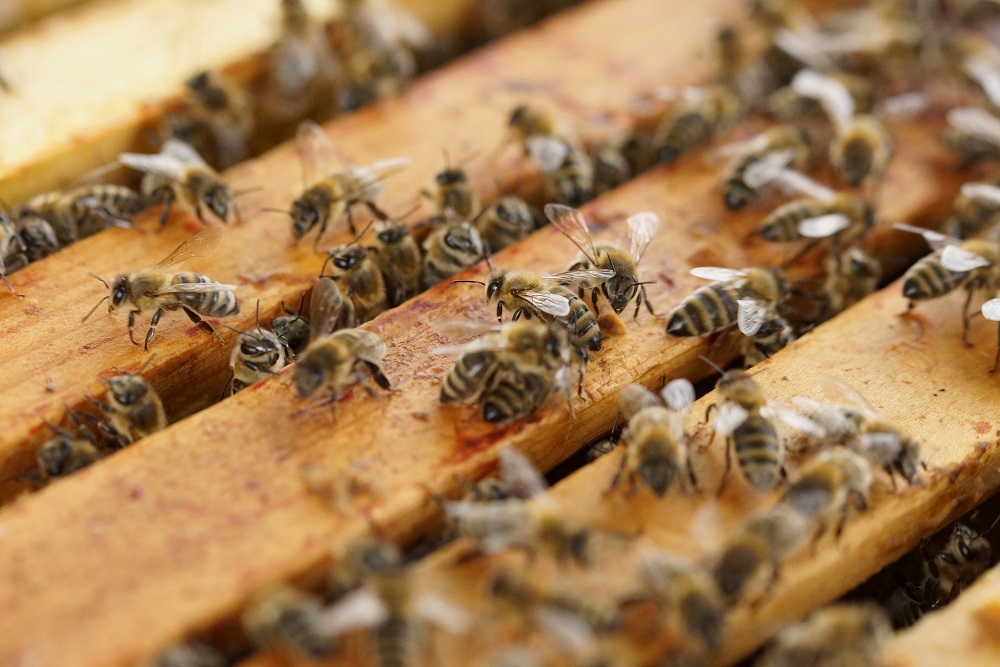 Bienen am Heimathaus „Hollager Hof v. 1656“