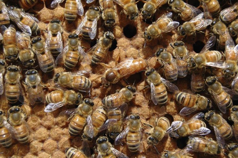 Wenn Bienen schwärmen…