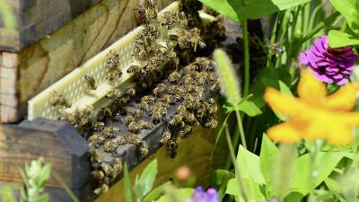 Bild von Onkel Ramirez auf Pixabay