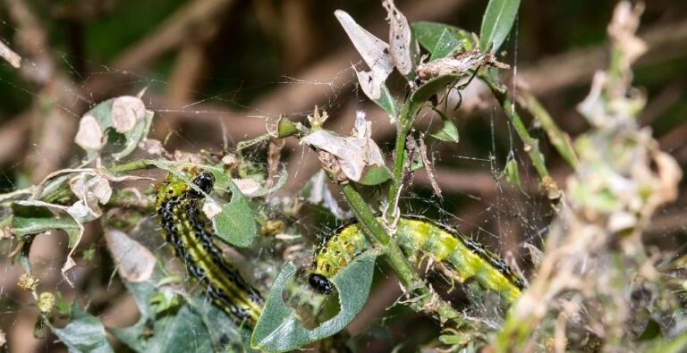 Fressfeinde im Blick!