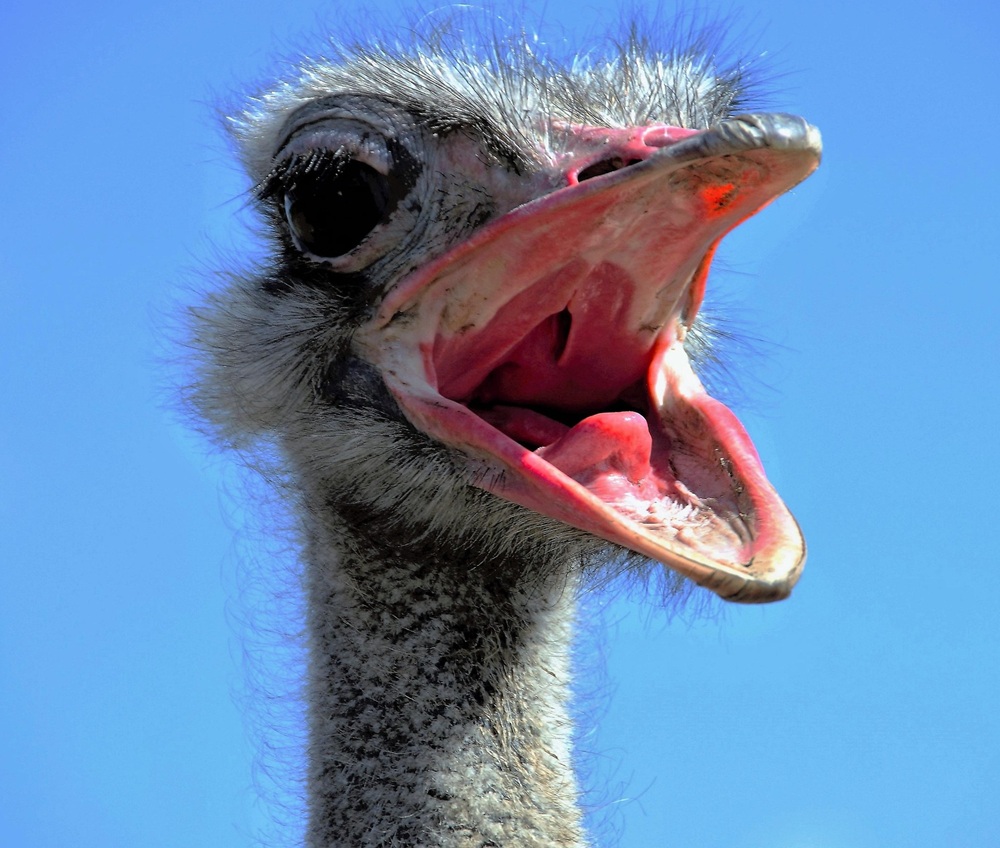 Pixabay ostrich-1658267_1920
